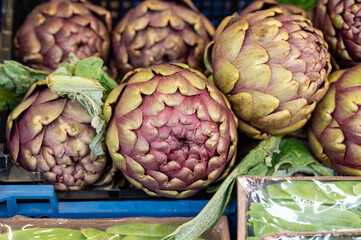 Heads of fresh organic artichoke flowers, edible vegetables purple romanesco artichokes