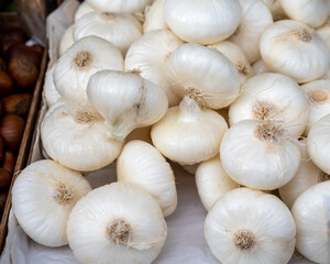 New harvest of white sweet italian cipolla onions vegetables on food market