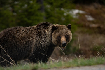 grizzly mom crossing the street