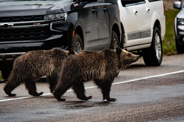 grizzly cubs crossing the street