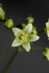 Yellow star flower blossoming close up botanical background Bryonia alba family cucurbitaceae big...