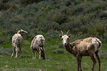 herd of bighorn sheep