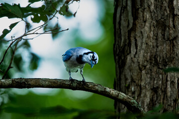 blue jay perched on a branch