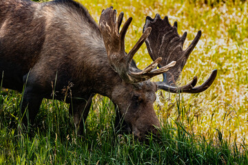 bull moose in national park