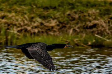 double crested cormorant
