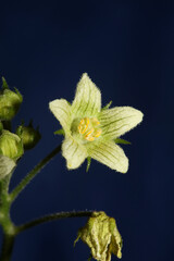 Yellow star flower blossoming close up botanical background Bryonia alba family cucurbitaceae big...