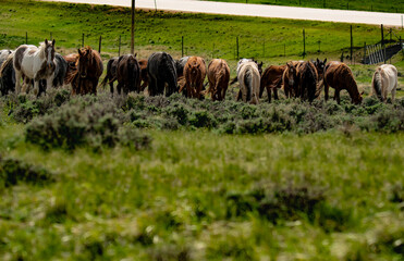 herd of horses