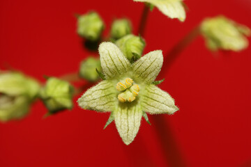 Yellow star flower blossoming close up botanical background Bryonia alba family cucurbitaceae big size high quality prints