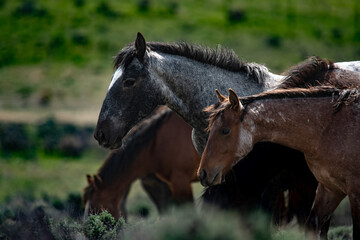 horses in the field