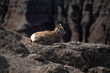 bighorn sheep enjoying view