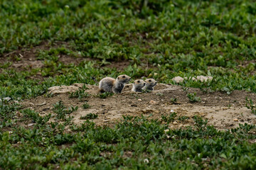 prairie dog family on the lookout.