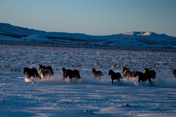 wild horses in winter
