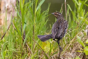 Female Red-winged Blackbird in spring