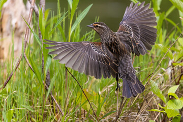 Female Red-winged Blackbird in spring