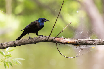 common grackle (Quiscalus quiscula)