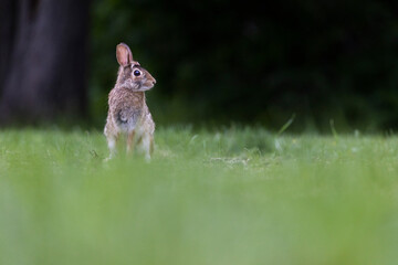  eastern cottontail (Sylvilagus floridanus)