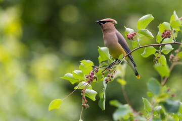 cedar waxwing (Bombycilla cedrorum) in summer