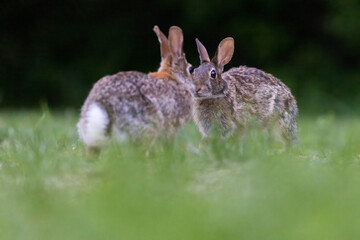 Two males eastern cottontail (Sylvilagus floridanus) fighting in spring