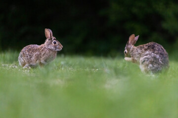 Two males eastern cottontail (Sylvilagus floridanus) fighting in spring