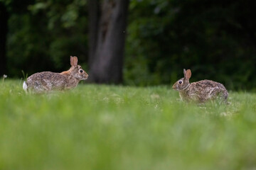 Two males eastern cottontail (Sylvilagus floridanus) fighting in spring