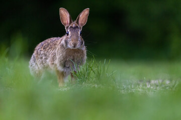  eastern cottontail (Sylvilagus floridanus)