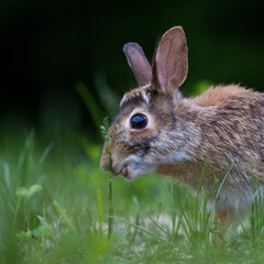  eastern cottontail (Sylvilagus floridanus)