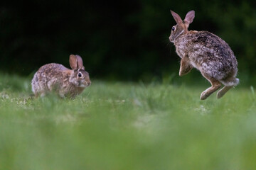 Two males eastern cottontail (Sylvilagus floridanus) fighting in spring - obrazy, fototapety, plakaty