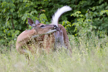 white-tailed deer (Odocoileus virginianus) female in early summer - obrazy, fototapety, plakaty
