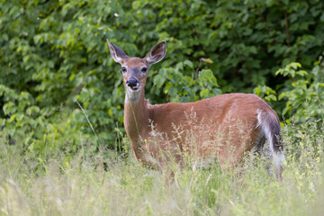 white-tailed deer (Odocoileus virginianus) female in early summer