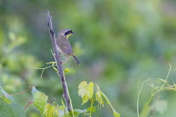  Male common yellowthroat (Geothlypis trichas)