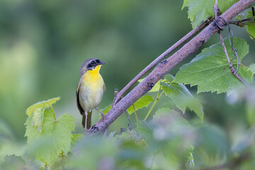 Male common yellowthroat (Geothlypis trichas)
