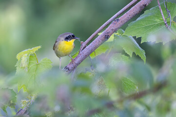  Male common yellowthroat (Geothlypis trichas)