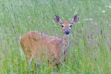 white-tailed deer (Odocoileus virginianus) female in early summer