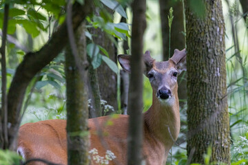 white-tailed deer (Odocoileus virginianus) male in early summer