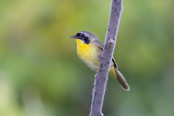  Male common yellowthroat (Geothlypis trichas)