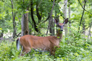 white-tailed deer (Odocoileus virginianus) female in early summer - obrazy, fototapety, plakaty