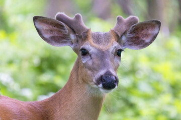 white-tailed deer (Odocoileus virginianus) male in early summer