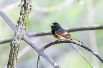 Male American redstart (Setophaga ruticilla) singing
