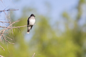 The eastern kingbird (Tyrannus tyrannus)