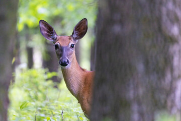 white-tailed deer (Odocoileus virginianus) female in early summer