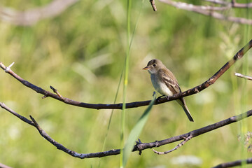 eastern phoebe (Sayornis Phoebe)