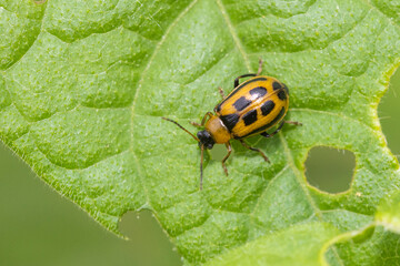 Cerotoma trifurcata (also known as the bean leaf beetle)