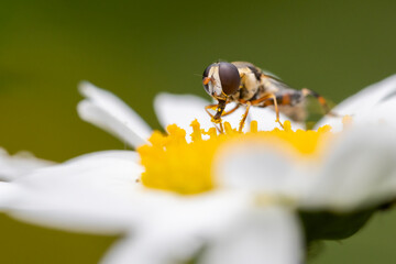 Hover Fly (Eupeodes spp.)