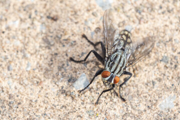 flesh-fly in summer (Sarcophagidae)