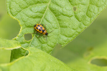 Cerotoma trifurcata (also known as the bean leaf beetle)