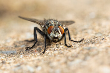 flesh-fly in summer (Sarcophagidae)