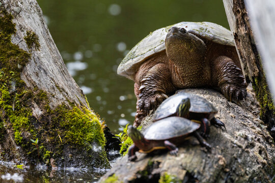 common snapping turtle (Chelydra serpentina) and painted turtle (Chrysemys picta) 