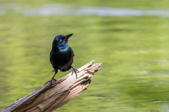 common grackle (Quiscalus quiscula)