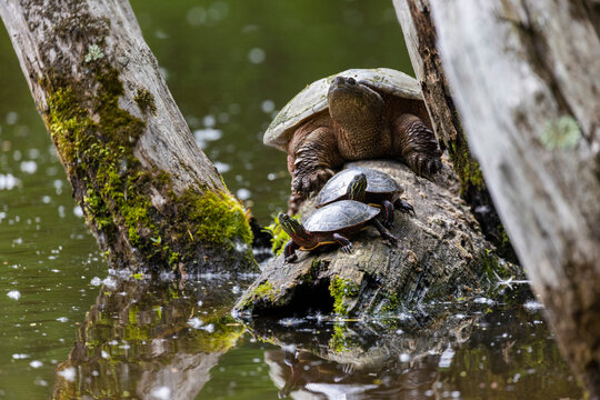 common snapping turtle (Chelydra serpentina) and painted turtle (Chrysemys picta) 