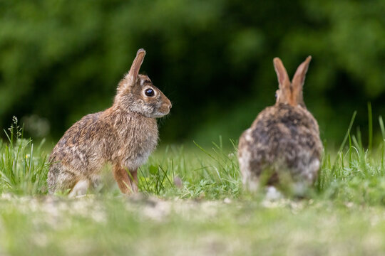 Two males eastern cottontail (Sylvilagus floridanus) fighting in spring